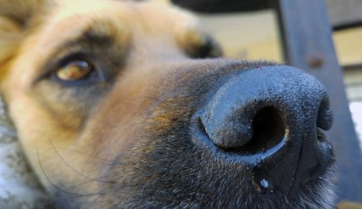 犬・猫などのペットは花粉症になる？予防や対策、治療方法を解説
